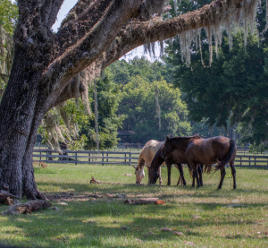 Pferde grasen unter alten Eichen mit spanischem Moos auf einer grünen Weide in Louisiana.