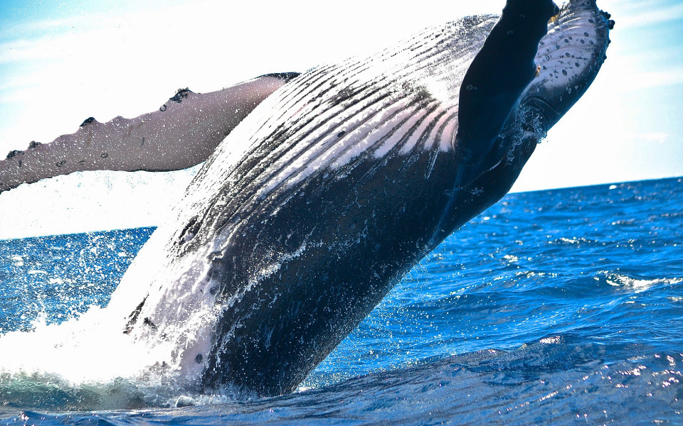 Whale Watching in Südafrika