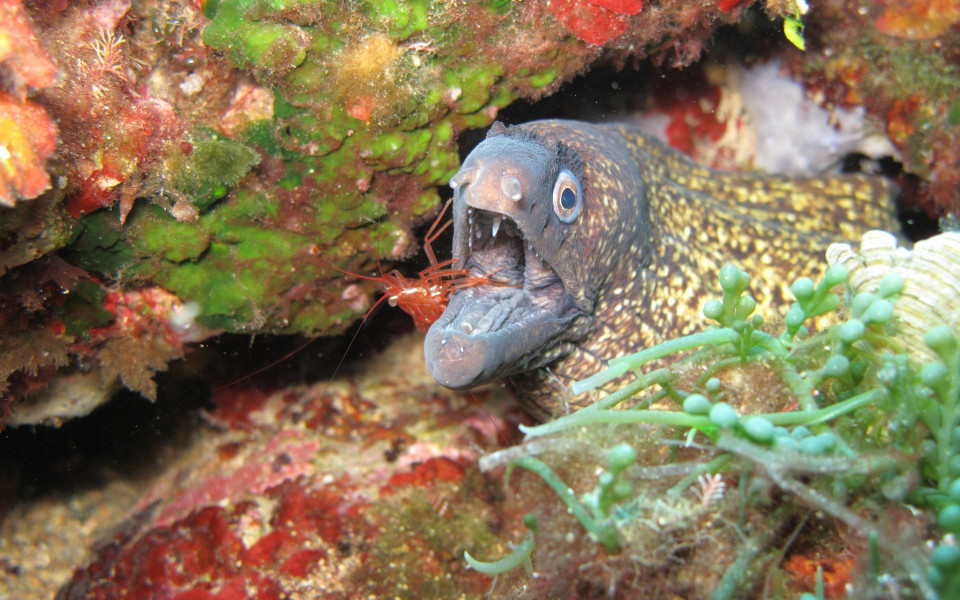 Unterwasserwelt Elba