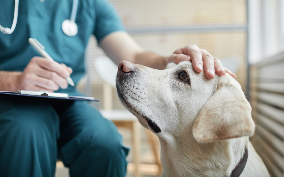 EU Heimtierpass für eine Reise nach Kroatien mitbringen