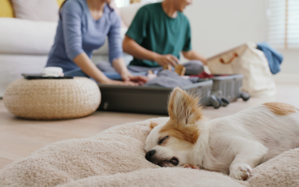 Packliste für einen Kroatienurlaub mit Hund