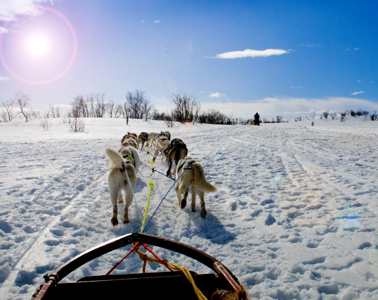 Schlittenfahren mit Huskyhunden in Norwegen